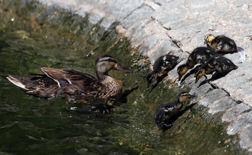 Kuğulu Park'ın sevimli ördek yavruları suya dalış yaptı 6